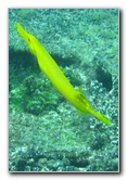 Fiji-Snorkeling-Underwater-Pictures-Amunuca-Resort-320