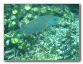 Fiji-Snorkeling-Underwater-Pictures-Amunuca-Resort-322