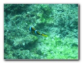 Fiji-Snorkeling-Underwater-Pictures-Amunuca-Resort-324