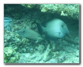 Fiji-Snorkeling-Underwater-Pictures-Amunuca-Resort-325