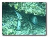 Fiji-Snorkeling-Underwater-Pictures-Amunuca-Resort-326