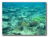 Fiji-Snorkeling-Underwater-Pictures-Amunuca-Resort-327