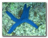Fiji-Snorkeling-Underwater-Pictures-Amunuca-Resort-329