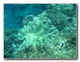 Fiji-Snorkeling-Underwater-Pictures-Amunuca-Resort-330