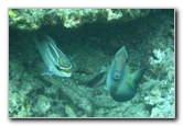 Fiji-Snorkeling-Underwater-Pictures-Amunuca-Resort-331