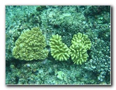 Fiji-Snorkeling-Underwater-Pictures-Amunuca-Resort-333