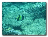 Fiji-Snorkeling-Underwater-Pictures-Amunuca-Resort-336