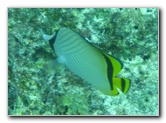 Fiji-Snorkeling-Underwater-Pictures-Amunuca-Resort-339