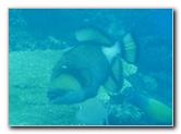 Fiji-Snorkeling-Underwater-Pictures-Amunuca-Resort-340