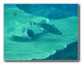 Fiji-Snorkeling-Underwater-Pictures-Amunuca-Resort-342