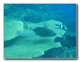 Fiji-Snorkeling-Underwater-Pictures-Amunuca-Resort-343