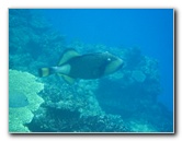 Fiji-Snorkeling-Underwater-Pictures-Amunuca-Resort-344