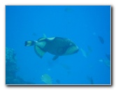 Fiji-Snorkeling-Underwater-Pictures-Amunuca-Resort-345