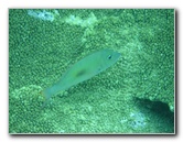 Fiji-Snorkeling-Underwater-Pictures-Amunuca-Resort-347