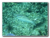 Fiji-Snorkeling-Underwater-Pictures-Amunuca-Resort-348