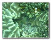 Fiji-Snorkeling-Underwater-Pictures-Amunuca-Resort-349