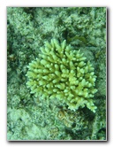 Fiji-Snorkeling-Underwater-Pictures-Amunuca-Resort-351