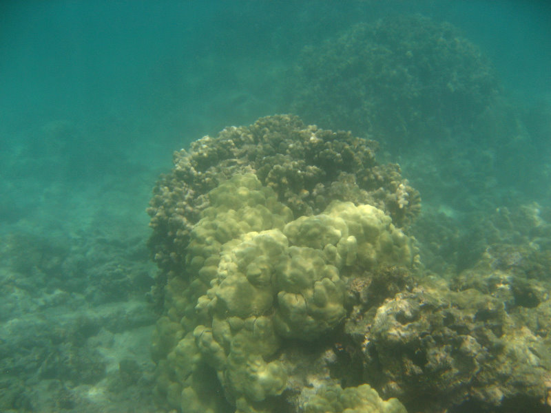 Anaehoomalu-Beach-Snorkeling-Kohala-Coast-Kona-Big-Island-Hawaii-091