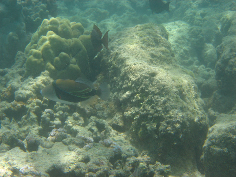 Anaehoomalu-Beach-Snorkeling-Kohala-Coast-Kona-Big-Island-Hawaii-125