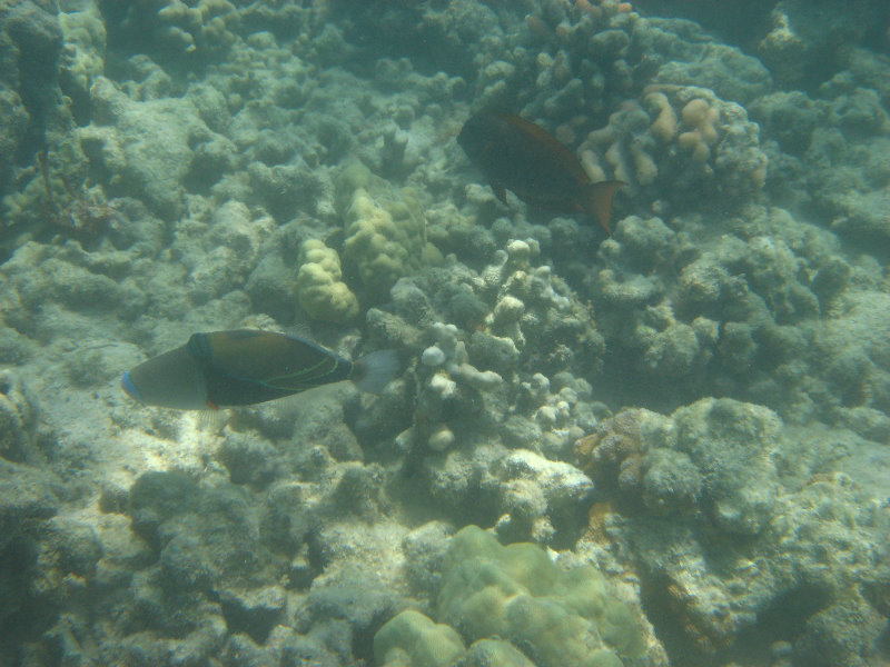 Anaehoomalu-Beach-Snorkeling-Kohala-Coast-Kona-Big-Island-Hawaii-127