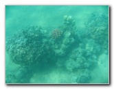 Anaehoomalu-Beach-Snorkeling-Kohala-Coast-Kona-Big-Island-Hawaii-022