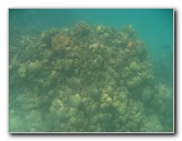 Anaehoomalu-Beach-Snorkeling-Kohala-Coast-Kona-Big-Island-Hawaii-023