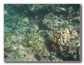 Anaehoomalu-Beach-Snorkeling-Kohala-Coast-Kona-Big-Island-Hawaii-041