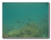 Anaehoomalu-Beach-Snorkeling-Kohala-Coast-Kona-Big-Island-Hawaii-046