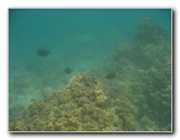 Anaehoomalu-Beach-Snorkeling-Kohala-Coast-Kona-Big-Island-Hawaii-048