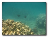 Anaehoomalu-Beach-Snorkeling-Kohala-Coast-Kona-Big-Island-Hawaii-050