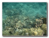 Anaehoomalu-Beach-Snorkeling-Kohala-Coast-Kona-Big-Island-Hawaii-051