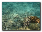 Anaehoomalu-Beach-Snorkeling-Kohala-Coast-Kona-Big-Island-Hawaii-052