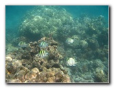Anaehoomalu-Beach-Snorkeling-Kohala-Coast-Kona-Big-Island-Hawaii-062