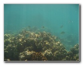 Anaehoomalu-Beach-Snorkeling-Kohala-Coast-Kona-Big-Island-Hawaii-066