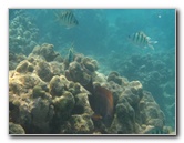 Anaehoomalu-Beach-Snorkeling-Kohala-Coast-Kona-Big-Island-Hawaii-067