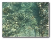 Anaehoomalu-Beach-Snorkeling-Kohala-Coast-Kona-Big-Island-Hawaii-075