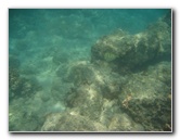 Anaehoomalu-Beach-Snorkeling-Kohala-Coast-Kona-Big-Island-Hawaii-076