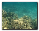 Anaehoomalu-Beach-Snorkeling-Kohala-Coast-Kona-Big-Island-Hawaii-078