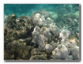 Anaehoomalu-Beach-Snorkeling-Kohala-Coast-Kona-Big-Island-Hawaii-087