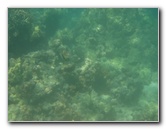Anaehoomalu-Beach-Snorkeling-Kohala-Coast-Kona-Big-Island-Hawaii-094