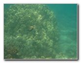 Anaehoomalu-Beach-Snorkeling-Kohala-Coast-Kona-Big-Island-Hawaii-096