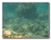 Anaehoomalu-Beach-Snorkeling-Kohala-Coast-Kona-Big-Island-Hawaii-102