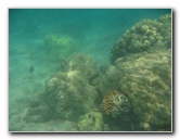 Anaehoomalu-Beach-Snorkeling-Kohala-Coast-Kona-Big-Island-Hawaii-107
