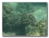Anaehoomalu-Beach-Snorkeling-Kohala-Coast-Kona-Big-Island-Hawaii-113