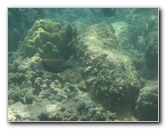 Anaehoomalu-Beach-Snorkeling-Kohala-Coast-Kona-Big-Island-Hawaii-125