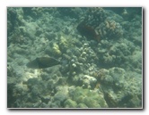 Anaehoomalu-Beach-Snorkeling-Kohala-Coast-Kona-Big-Island-Hawaii-127