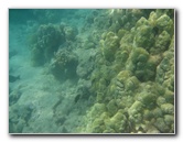 Anaehoomalu-Beach-Snorkeling-Kohala-Coast-Kona-Big-Island-Hawaii-131