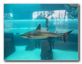 Atlantis-Resort-Aquaventure-Water-Park-Paradise-Island-Bahamas-017