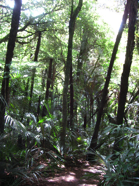 Auckland-Botanic-Gardens-Manukau-North-Island-New-Zealand-058