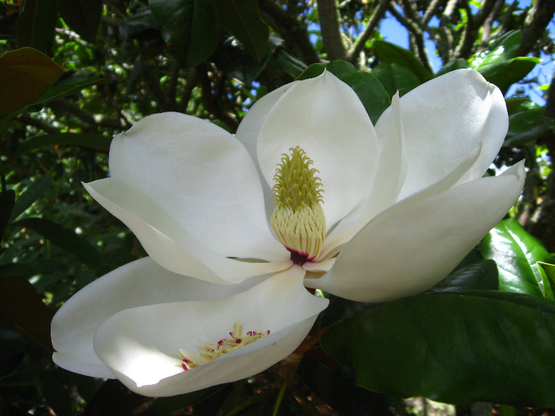 Auckland-Botanic-Gardens-Manukau-North-Island-New-Zealand-065